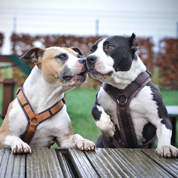 AnnyX Brustgeschirr FUN - BARFTIER - www.barftier.de