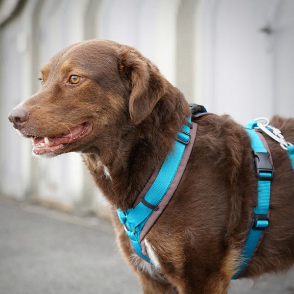 AnnyX Brustgeschirr OPEN FUN - BARFTIER - www.barftier.de