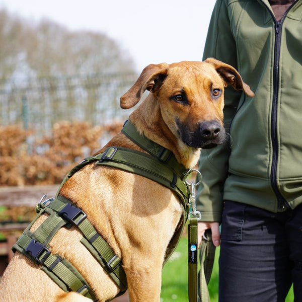 AnnyX Brustgeschirr SAFETY FUN - BARFTIER - www.barftier.de