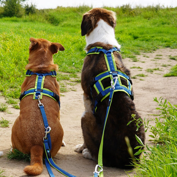 AnnyX Brustgeschirr SAFETY FUN - BARFTIER - www.barftier.de