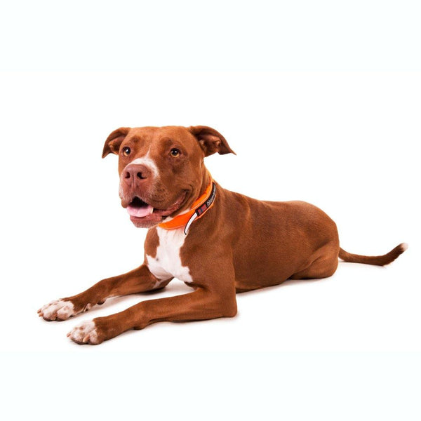 Halsband - Safe Collar - BARFTIER - www.barftier.de