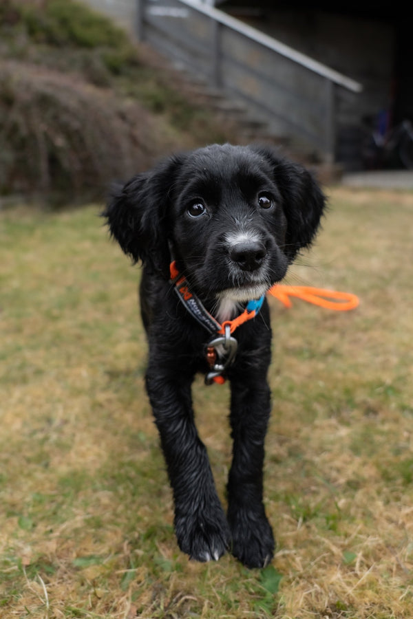 Halsband - Tumble Collar - BARFTIER - www.barftier.de