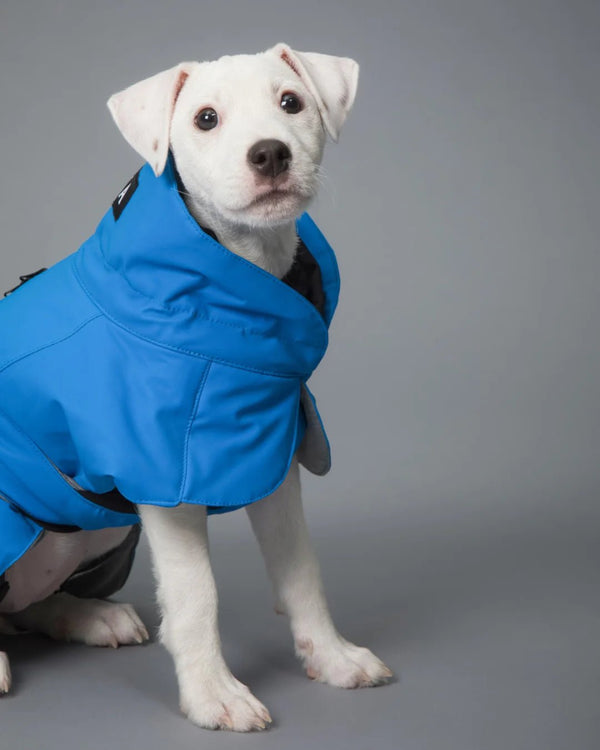 Hunde - Wintermantel - PAIKKA Visibility Winter Jacket - BARFTIER - www.barftier.de