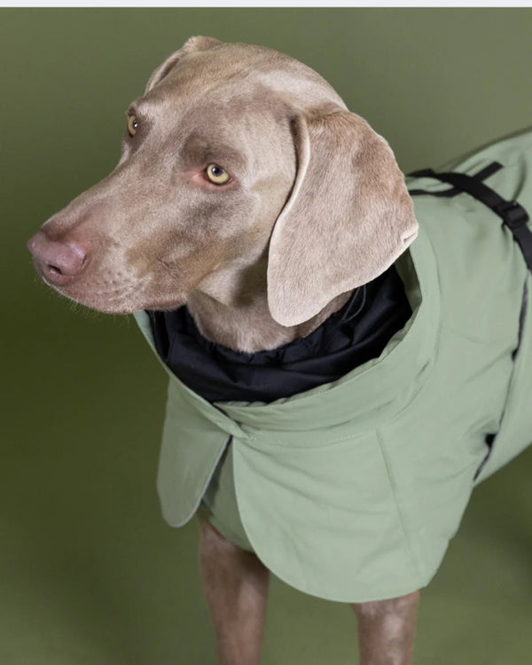 Hunde - Wintermantel - PAIKKA Visibility Winter Jacket - BARFTIER - www.barftier.de