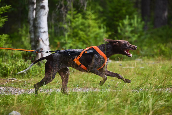 Hundegeschirr - Freemotion Harness 5.0 - BARFTIER - www.barftier.de
