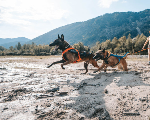 Hundegeschirr - Freemotion Harness 5.0 - BARFTIER - www.barftier.de