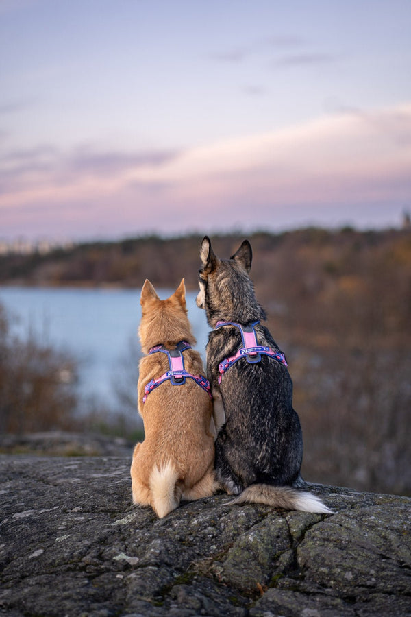 Hundegeschirr - Line Harness 5.0 - BARFTIER - www.barftier.de