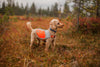 Reflective Vest (reflektierende Hundeweste) - BARFTIER - www.barftier.de