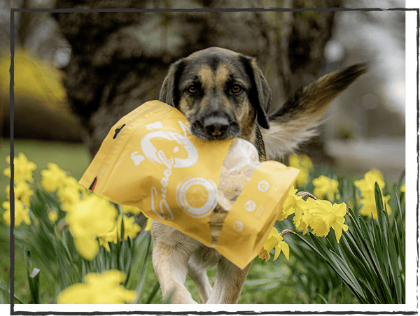 SnackOMIO - Krosse Lammohren - BARFTIER - www.barftier.de