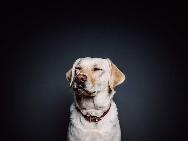 Der Hund ist kein Wolf - BARFTIER