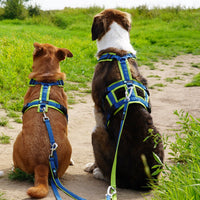 AnnyX Brustgeschirr SAFETY FUN - BARFTIER - www.barftier.de