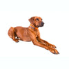 Halsband - Safe Collar - BARFTIER - www.barftier.de