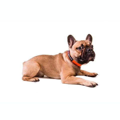 Halsband - Safe Collar - BARFTIER