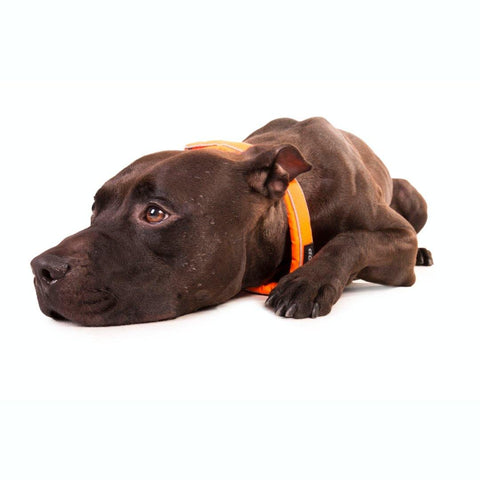 Halsband - Safe Collar - BARFTIER