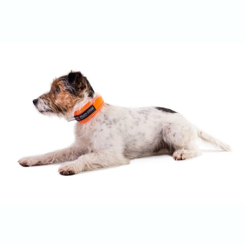 Halsband - Safe Collar - BARFTIER