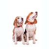 Halsband - Safe Collar - BARFTIER - www.barftier.de