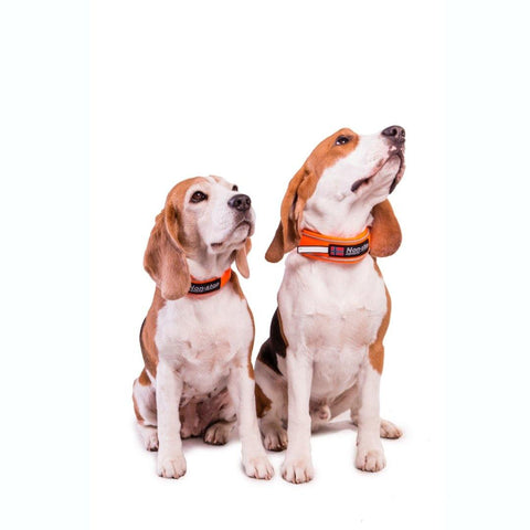 Halsband - Safe Collar - BARFTIER