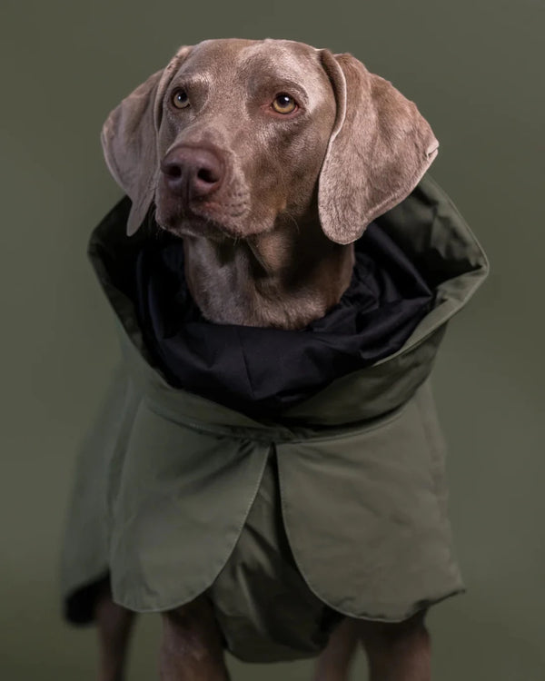 Hunde - Wintermantel - PAIKKA Visibility Wool - BARFTIER - www.barftier.de