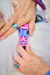 Hundegeschirr - Line Harness 5.0 - BARFTIER - www.barftier.de