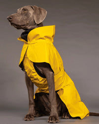 Hunderegenmantel - PAIKKA Visibility Raincoat - BARFTIER - www.barftier.de
