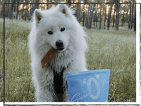 SnackOMIO - Schmackhafter Rinderpansen - BARFTIER - www.barftier.de