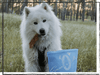 SnackOMIO - Schmackhafter Rinderpansen - BARFTIER - www.barftier.de